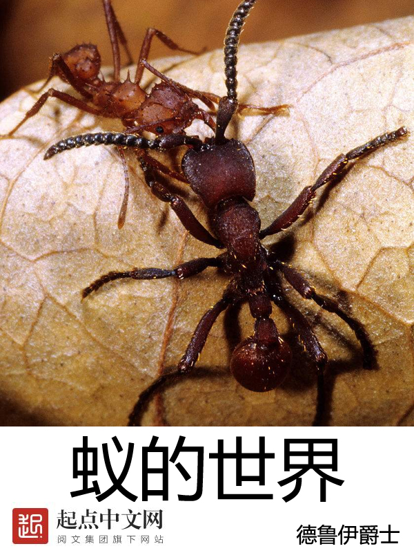 蚂蚁的世界小说